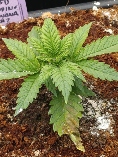 Red Banana Pudding II Marshydro. Week 4