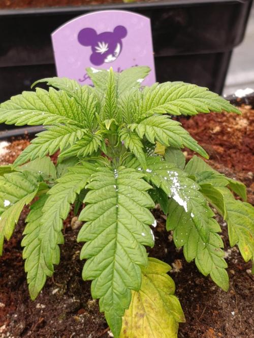 Red Banana Pudding II Marshydro. Week 4