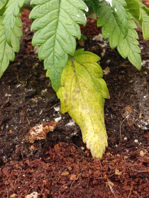 Red Banana Pudding II Marshydro. Week 4