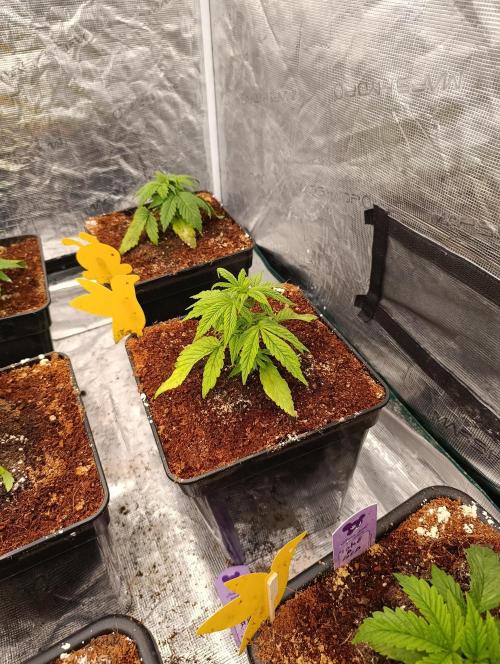 Cali Crasher Marshydro. Week 4