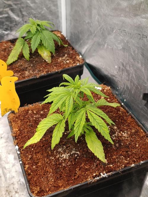 Cali Crasher Marshydro. Week 4