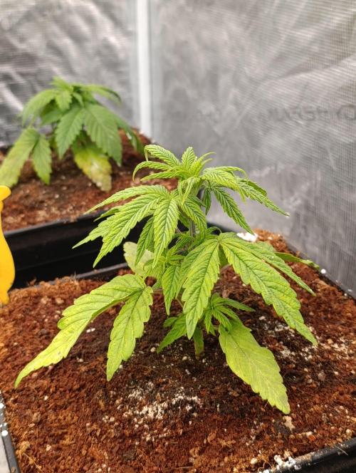 Cali Crasher Marshydro. Week 4