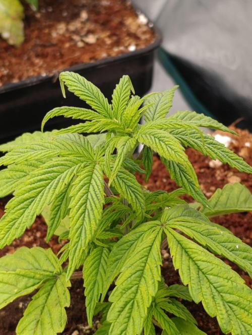 Cali Crasher Marshydro. Week 4