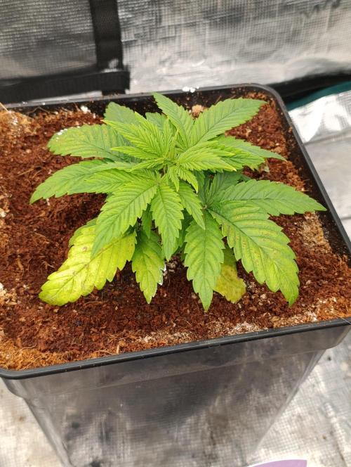 Sour Puffs Xpertnutrients. Week 4