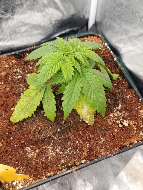 Sour Puffs Xpertnutrients. Week 4