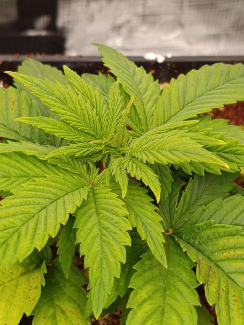 Sour Puffs Xpertnutrients. Week 4