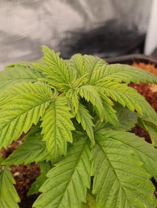 Sour Puffs Xpertnutrients. Week 4