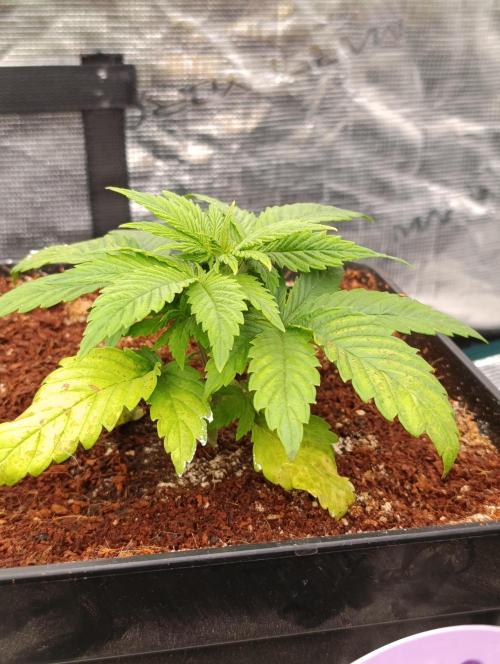 Sour Puffs Xpertnutrients. Week 4