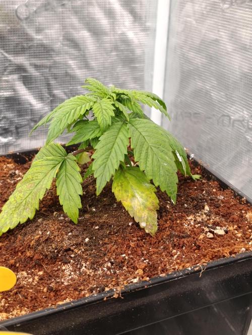 Sour Puffs Xpertnutrients. Week 4