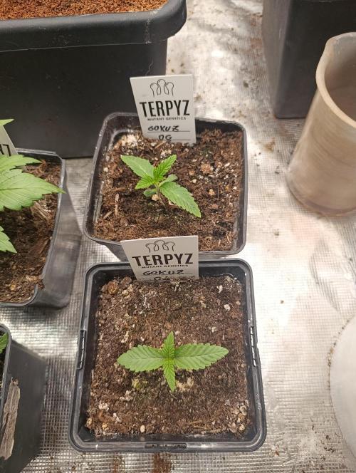 GokuZ OG Test & Marshydro. Week 2