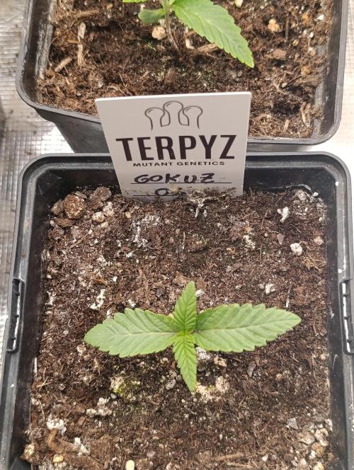 GokuZ OG Test & Marshydro. Week 2