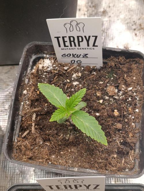 GokuZ OG Test & Marshydro. Week 2