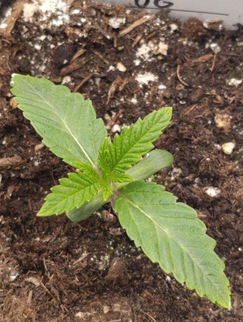 GokuZ OG Test & Marshydro. Week 2