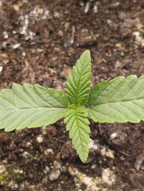 GokuZ OG Test & Marshydro. Week 2