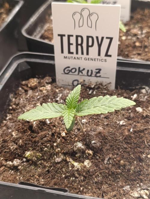 GokuZ OG Test & Marshydro. Week 2