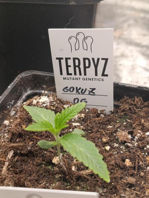 GokuZ OG Test & Marshydro. Week 2