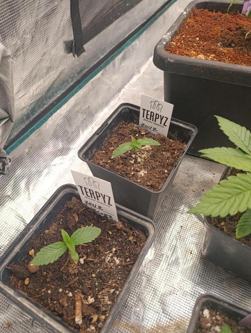 Zour MelonZ Test & Xpertnutrients. Week 2