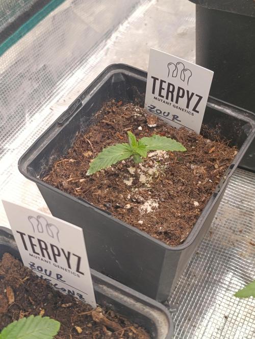 Zour MelonZ Test & Xpertnutrients. Week 2