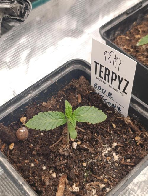 Zour MelonZ Test & Xpertnutrients. Week 2