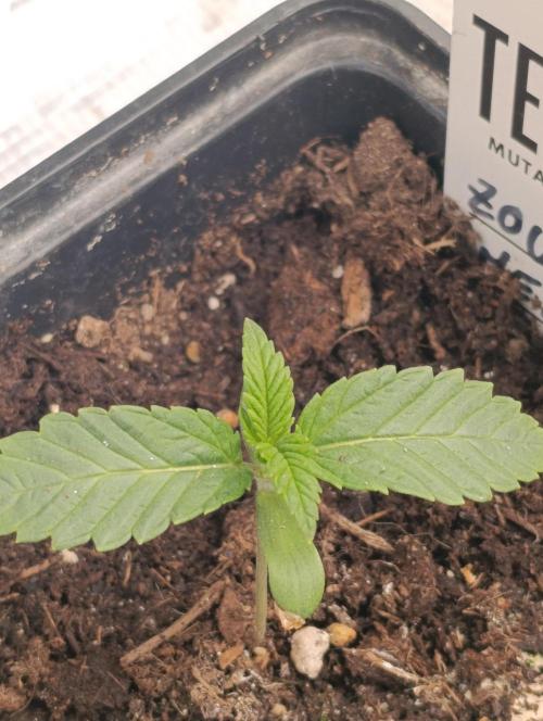 Zour MelonZ Test & Xpertnutrients. Week 2