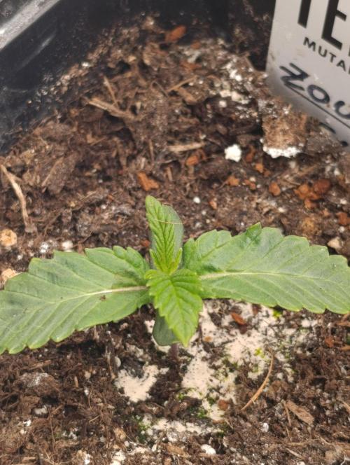 Zour MelonZ Test & Xpertnutrients. Week 2