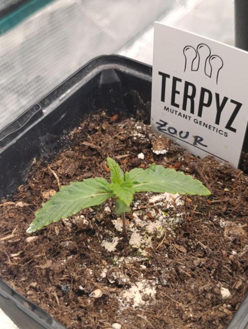 Zour MelonZ Test & Xpertnutrients. Week 2