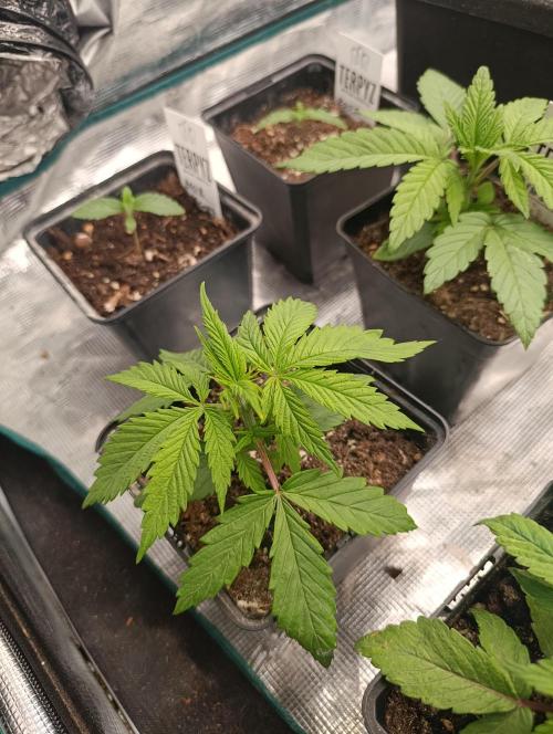 Banana Fumes. Week 3