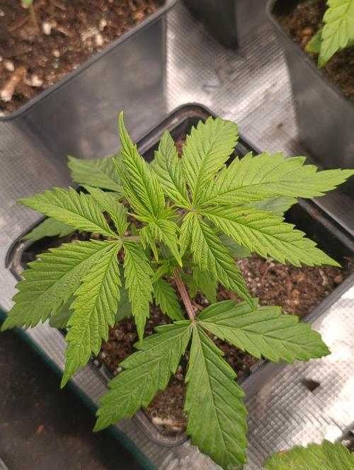 Banana Fumes. Week 3