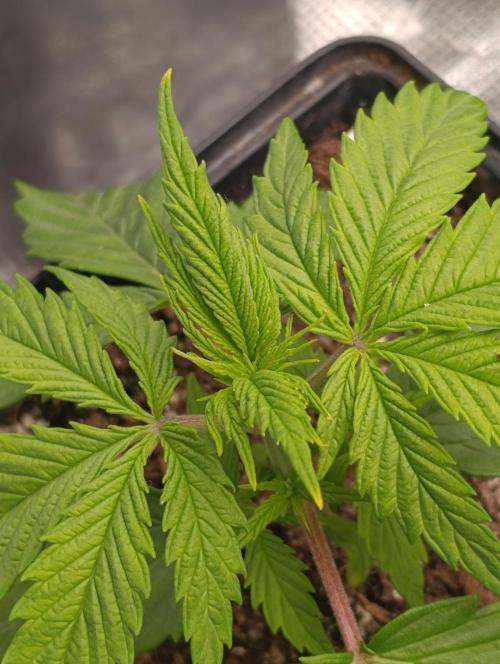 Banana Fumes. Week 3