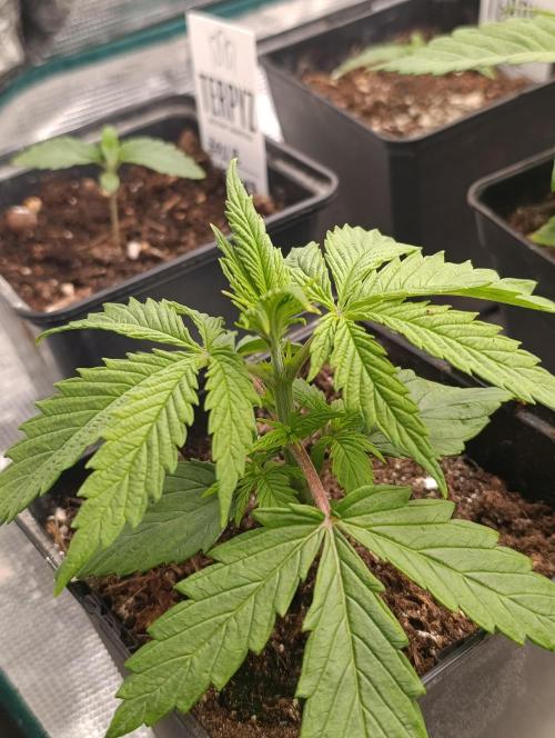 Banana Fumes. Week 3