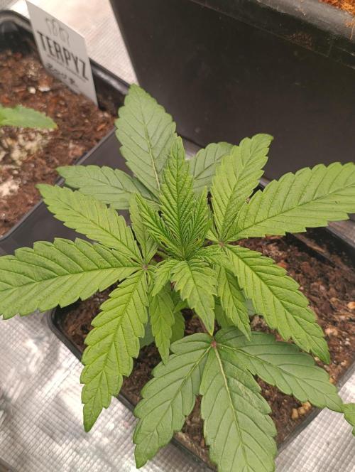 Zingatsu Xpertnutrients. Week 3