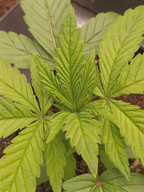 Zingatsu Xpertnutrients. Week 3