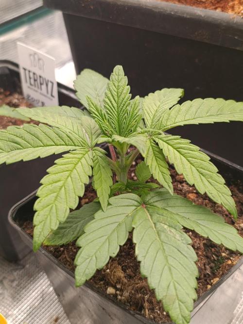 Zingatsu Xpertnutrients. Week 3