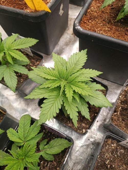 Sundae Driver Marshydro. Week 3