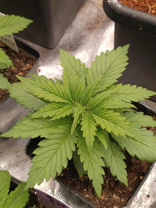 Sundae Driver Marshydro. Week 3