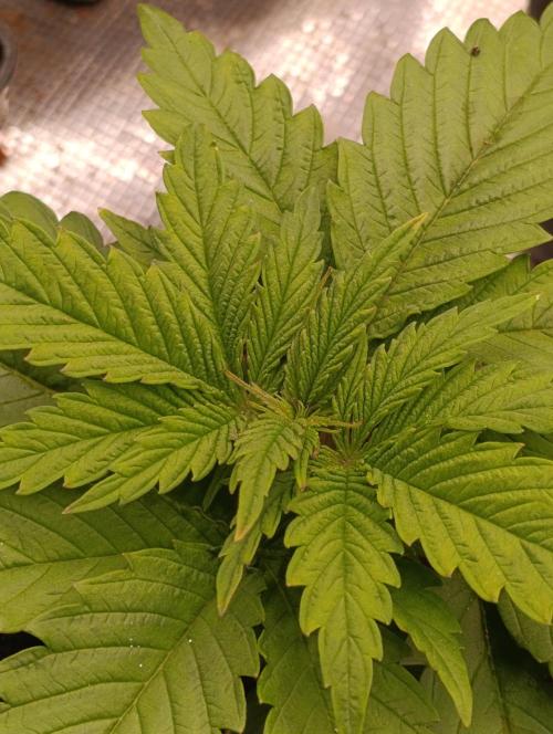 Sundae Driver Marshydro. Week 3