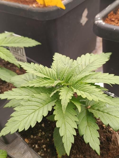 Sundae Driver Marshydro. Week 3