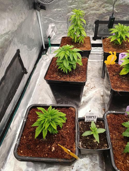 Isla Mirage Xpertnutrients. Week 5