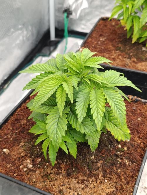 Isla Mirage Xpertnutrients. Week 5