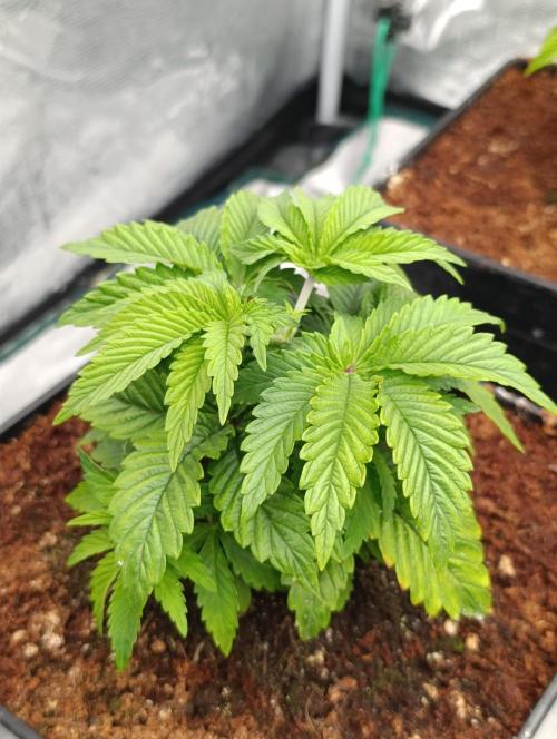 Isla Mirage Xpertnutrients. Week 5