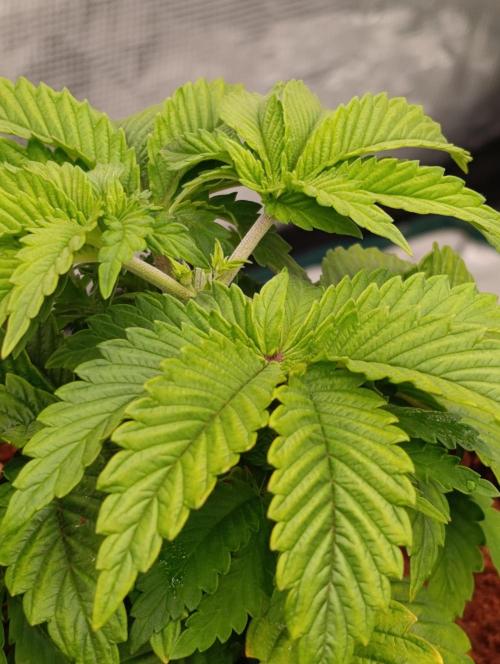 Isla Mirage Xpertnutrients. Week 5