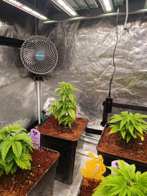 Grape Ape Marshydro. Week 5