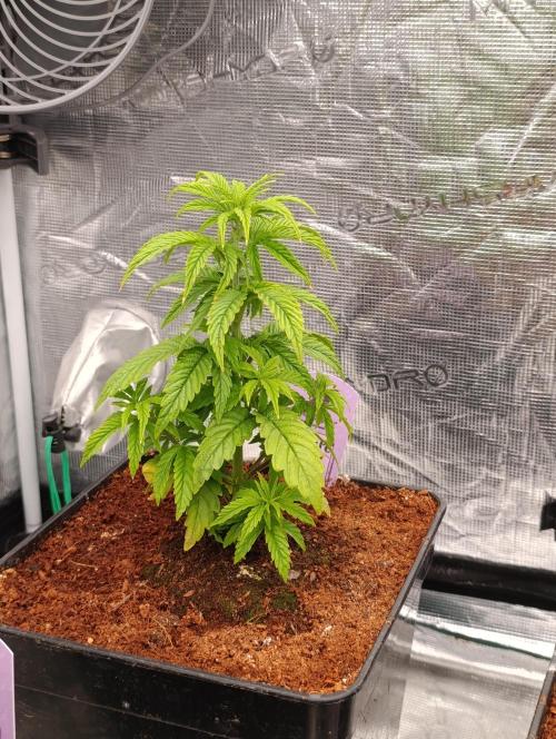 Grape Ape Marshydro. Week 5