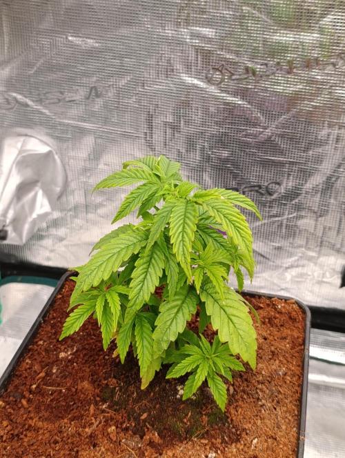 Grape Ape Marshydro. Week 5