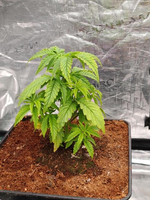 Grape Ape Marshydro. Week 5