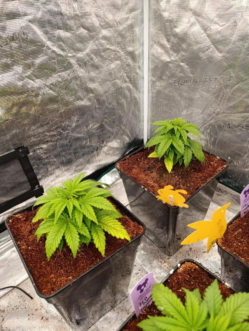 Sour Puffs Xpertnutrients. Week 5