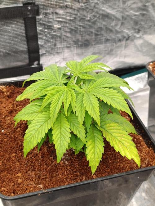 Sour Puffs Xpertnutrients. Week 5