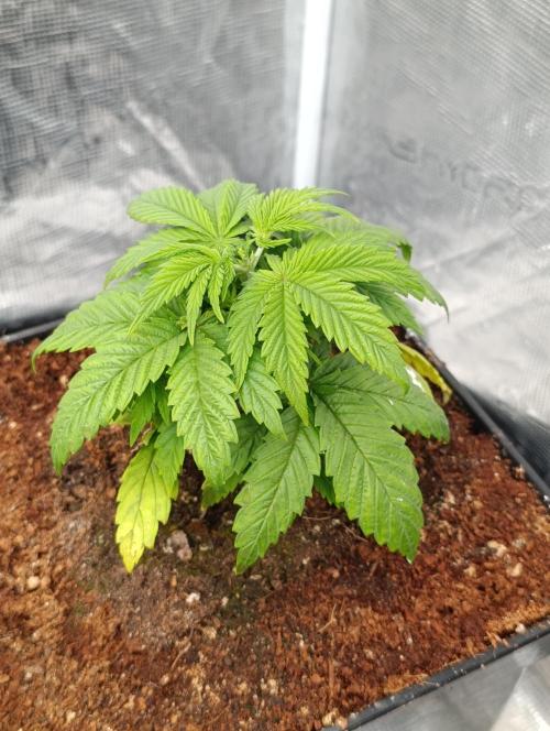 Sour Puffs Xpertnutrients. Week 5