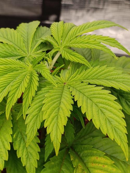 Sour Puffs Xpertnutrients. Week 5