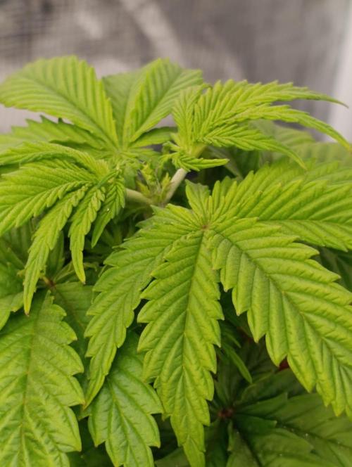 Sour Puffs Xpertnutrients. Week 5